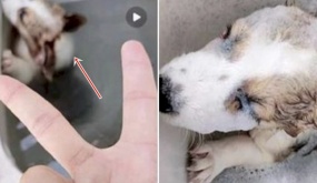CĐM dậy sóng vì hành động của thanh niên với chú chó nhỏ Corgi: Bỏ vào máy giặt đầy nước đang quay