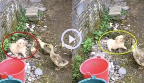 Clip: Chú cún khổ sở vì bị đàn ngỗng con tấn công: Không được quá tam ba bận