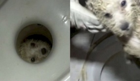 Nghe tiếng kêu gào thảm thiết, người chủ hoảng hốt khi phát hiện chú chó nhỏ bị mắc kẹt dưới toilet