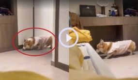 Chú chó Corgi rón rén lên giường ngủ chung với chủ: Đi vài bước lại lấm lét nhìn xem có bị phát hiện không