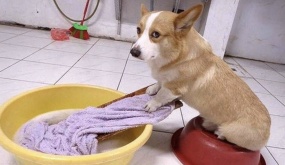 Corgi chân ngắn mông to, vừa đáng yêu vừa hài hước: Giật giải vô địch thú cưng