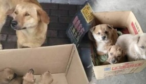 Bắt gặp đàn con từng bị chủ đem bán, cô chó một mực muốn đưa về khiến dân tình cảm động