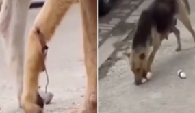 Chó mẹ bị dây thép quấn vào chân, chạy hàng chục km mỗi ngày đi xin thức ăn cho đàn con trong rừng