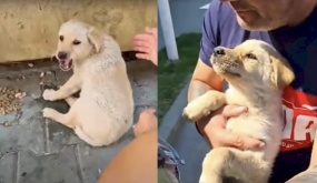 Chú chó vô gia cư bị gãy chân trên đường: Bật khóc khi lần đầu tiên được ôm ấp, yêu thương