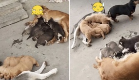 Pha “đổi mẹ” hài hước đến từ dàn cún con, khiến dân tình bật cười: “Đói đến độ không biết mẹ là ai rồi”