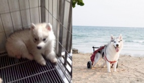 Chú chó bị dị tật bẩm sinh liên tục bị chối bỏ: Cuộc sống thay đổi bất ngờ khi ân nhân đến