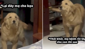Cô chủ bị bệnh, chú chó có phản ứng khiến dân mạng phì cười: “Lỡ mày nhiễm covid thật rồi lây cho tao thì sao?”