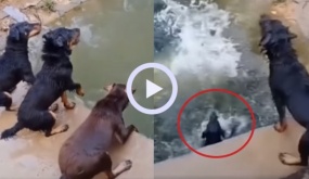 Video: Chó cưng phấn khích đua nhau nhảy cầu để tắm mát