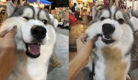Bán gấu bông ế ẩm, chú chó Husky quyết định cho khách nựng miễn phí nếu mua 1 con gấu