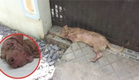 Câu chuyện đầy nước mắt về một chú chó trung thành bị chủ bỏ rơi cách nhẫn tâm
