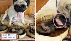 Chó mẹ buồn bã nhìn con lần cuối, khiến người qua đường không khỏi xúc động: “Mong rằng con sẽ được sống tốt”