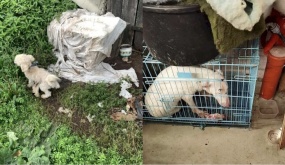 Cuộc sống như địa ngục trong các lò lai chó 'thuần chủng' và cái kết tuyệt vời cho hơn 80 chú khuyển tội nghiệp