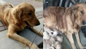 Giúp đỡ bé chó gầy còm trông rất đáng thương, chàng trai được trả ơn bằng món quà quý giá