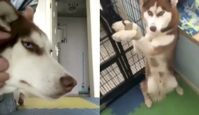 Vẻ mặt 'cạn lời' của em chó Husky khi bị chủ mang ra làm trò khiến cư dân mạng cười ngất