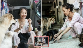 5 năm cưu mang những bé chó bệnh tật, người phụ nữ U60 đã cạn kiệt nước mắt: “Dù không khóc nhưng tim tôi thắt lại khi nhớ về các con đã mất”