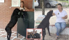 Chú chó bị bỏ rơi tội nghiệp, không ai cho ăn liền nghĩ ra cách để đổi đồ ăn: “Đó là 1 giao dịch đặc biệt”