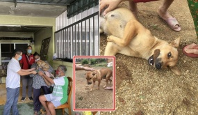 Chú chó cứu gia đình 5 người khỏi đám cháy, bà chủ nhà phải thốt lên: “Xưa giờ tôi thật có lỗi khi đối xử tệ với nó”