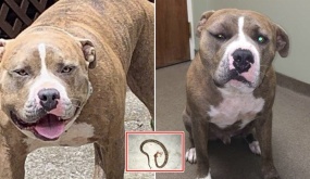 Để cứu chủ nhân, chú chó Pitbull dũng cảm đánh nhau với rắn độc: “Cái kết thật thương cảm”