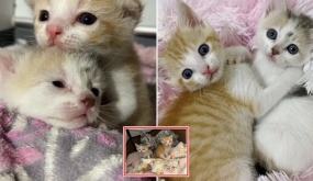 Hai chú mèo đáng thương bị bỏ rơi, được tìm thấy ở bãi đậu xe và cái kết: “Cuộc đời sang trang mới”