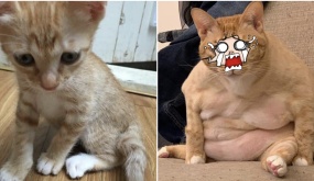 Nhặt con mèo ốm bên lề đường về cho bà nuôi, 9 tháng sau nhận lại thanh niên sốc vô cùng: “Con mồn lèo nào vậy?”