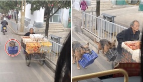 Xúc động hình ảnh 2 chú chó trung thành, lếch thếch tha rổ hoa quả phía sau người chủ nghèo: “Dù khốn khó nhưng có nhau là đủ rồi!”