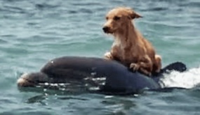 Brave Dᴏlphins Save Tiny Dᴏg Frᴏm Flᴏrida Canal