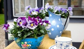 Patio and Balcony Planter Ideas