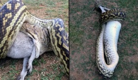 The giant python swallows the pony before the mother's helplessness (Video)