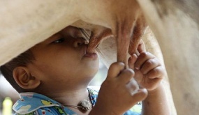You may not know: The 18-month-old boy abandoned by his mother was adopted by a “maternal cow”, every day he was directly breastfed by “mother cow”, surprising everyone.