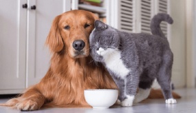 Chỉ là động vật, vậy vì sao nhiều người Châu Âu yêu chó mèo đến mức làm mọi thứ vì chúng?
