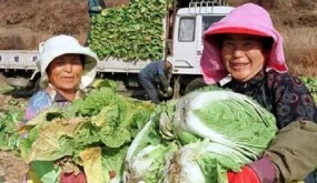 Du học sinh Việt sang Hàn Quốc làm nghề “lạ“ kiếm gần 2 triệu/ngày, vất vả đến mức ngất xỉu nhưng “cái được“ không thể đong đếm bằng tiền