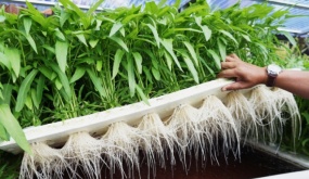 Vì sao rau muống lại bị cấm như cần sa ở Mỹ?