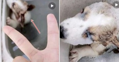 CĐM dậy sóng vì hành động của thanh niên với chú chó nhỏ Corgi: Bỏ vào máy giặt đầy nước đang quay CĐM dậy sóng vì hành động của thanh niên với chú chó nhỏ Corgi: Bỏ vào máy giặt đầy nước đang quay