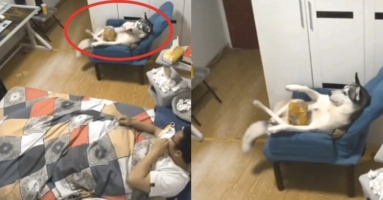 Chó cưng nằm thảnh thơi ăn bánh khiến dân mạng sửng sốt Chó cưng nằm thảnh thơi ăn bánh khiến dân mạng sửng sốt