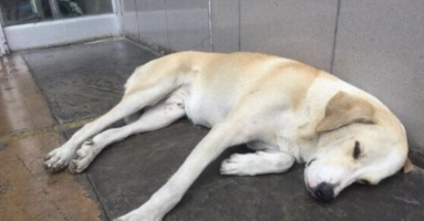 Chú chó kiên quyết đợi ở cửa bệnh viện nhiều ngày nhưng không hay biết chủ đã ‘đi xa’ không bao giờ trở lại Chú chó kiên quyết đợi ở cửa bệnh viện nhiều ngày nhưng không hay biết chủ đã ‘đi xa’ không bao giờ trở lại