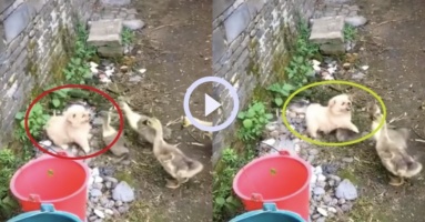 Clip: Chú cún khổ sở vì bị đàn ngỗng con tấn công: Không được quá tam ba bận Clip: Chú cún khổ sở vì bị đàn ngỗng con tấn công: Không được quá tam ba bận