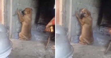 'Nếm thử' nồi canh, chú chó bị bà chủ phạt úp mặt vào tường, đưa ánh nhìn cầu cứu nhưng lại bị cô chủ chọc ghẹo 'Nếm thử' nồi canh, chú chó bị bà chủ phạt úp mặt vào tường, đưa ánh nhìn cầu cứu nhưng lại bị cô chủ chọc ghẹo