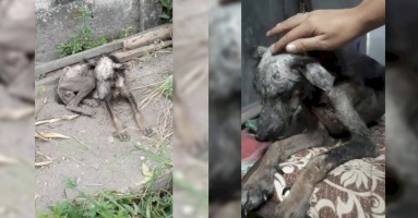 Sự tái sinh kỳ diệu của chú chó bị ngược đãi, nhiễm bệnh và suy dinh dưỡng nghiêm trọng