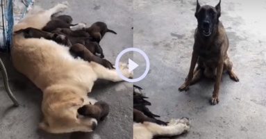 Video: Chó mẹ bất lực khi đàn con bám theo nhận Gâu đần làm mẹ