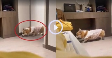 Chú chó Corgi rón rén lên giường ngủ chung với chủ: Đi vài bước lại lấm lét nhìn xem có bị phát hiện không Chú chó Corgi rón rén lên giường ngủ chung với chủ: Đi vài bước lại lấm lét nhìn xem có bị phát hiện không