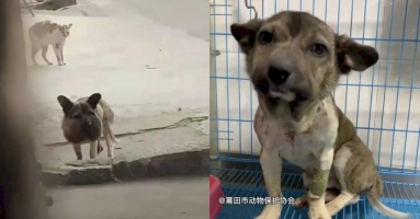 Chú chó đáng thương mặt sưng phồng biến dạng vì đai cổ thắt chặt, cố gắng mở mắt cầu xin sự giúp đỡ
