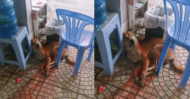 Chú chó may mắn thoát khỏi tay cẩu tặc, giờ lại được cả công ty cung phục hết sức Chú chó may mắn thoát khỏi tay cẩu tặc, giờ lại được cả công ty cung phục hết sức