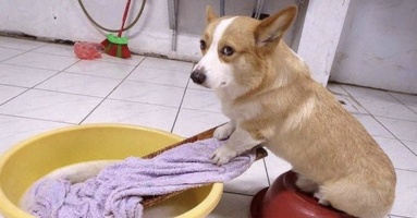 Corgi chân ngắn mông to, vừa đáng yêu vừa hài hước: Giật giải vô địch thú cưng Corgi chân ngắn mông to, vừa đáng yêu vừa hài hước: Giật giải vô địch thú cưng