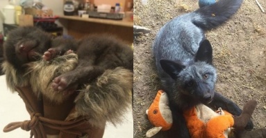 Cưu mang chú chó, đến khi nó lớn mới phát hiện sự thật ngỡ ngàng Cưu mang chú chó, đến khi nó lớn mới phát hiện sự thật ngỡ ngàng