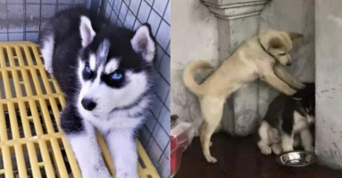 Husky ương không dạy nổi, chủ giận gửi về quê, may qua có đứa dạy dỗ thay mình