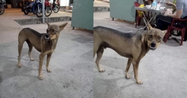 Chú chó hàm hô đầy 'liêm sỉ', bị chê xấu ngay lập tức mặt quạu