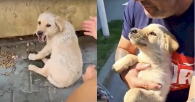 Chú chó vô gia cư bị gãy chân trên đường: Bật khóc khi lần đầu tiên được ôm ấp, yêu thương