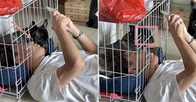 Con Sen chui thẳng vào chuồng Boss nằm tâm sự, phản ứng của chú chó gây sốt: “Ai đó lôi nó ra dùm tui được không?”