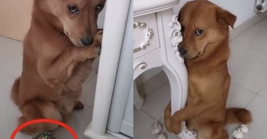 Gặm mất một góc cây xương rồng, chú chó sợ bị phạt nên làm mặt nũng nịu khiến chủ 'bó tay'