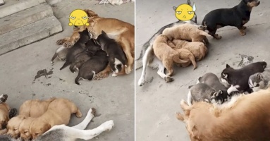 Pha “đổi mẹ” hài hước đến từ dàn cún con, khiến dân tình bật cười: “Đói đến độ không biết mẹ là ai rồi”